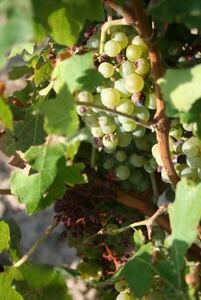 La sequía y las dos granizadas que han caído este verano harán de 2012 un mal año, en Rioja Alavesa. La producción será baja y los agricultores, como César Sáenz de Samaniego, de Sasazu, hablan de sus viñas con la misma pena con la que hablarían de un fam