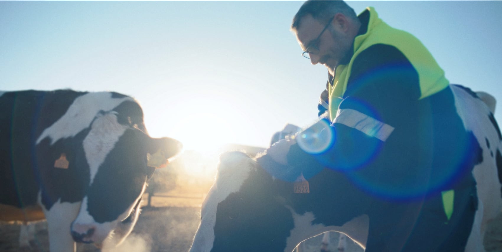 El cuidado de los ganaderos a las vacas forma parte de este spot