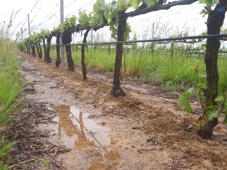 Viñedos en espaldera encharcados por las últimas tormentas