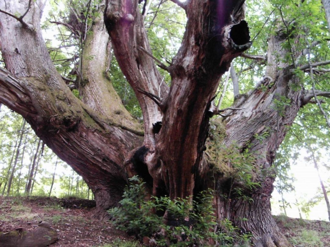 El castaño de Villar de Acero