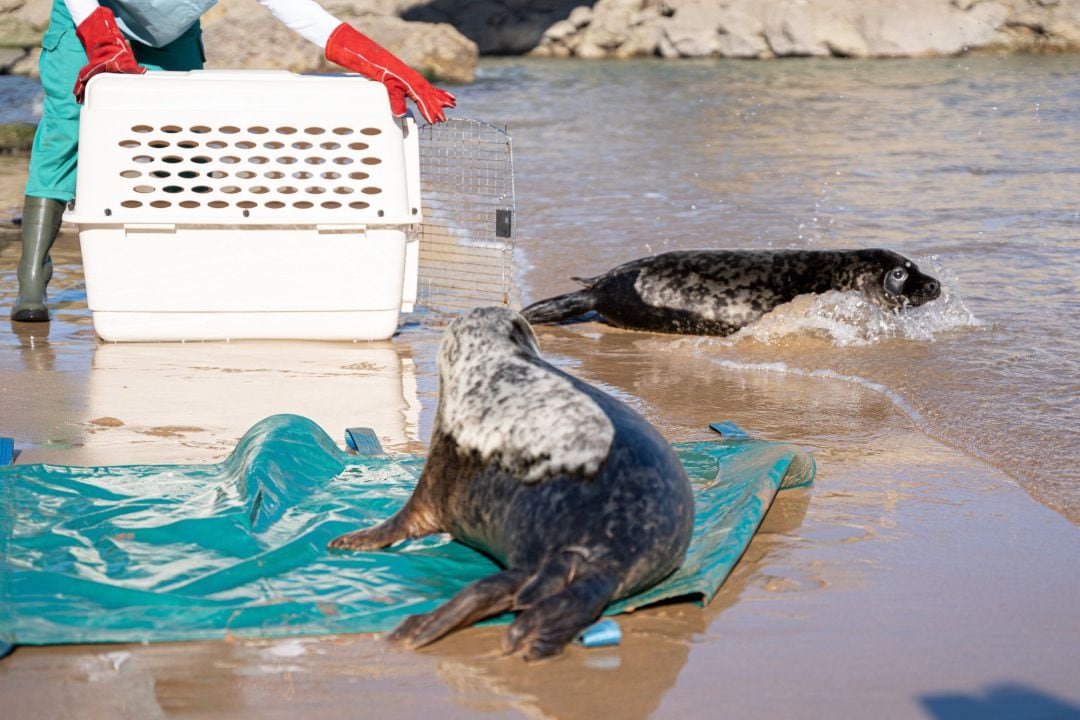 Suelta de las dos focas en la Virgen del Mar GOBIERNO DE CANTABRIA GONZALO RO
 