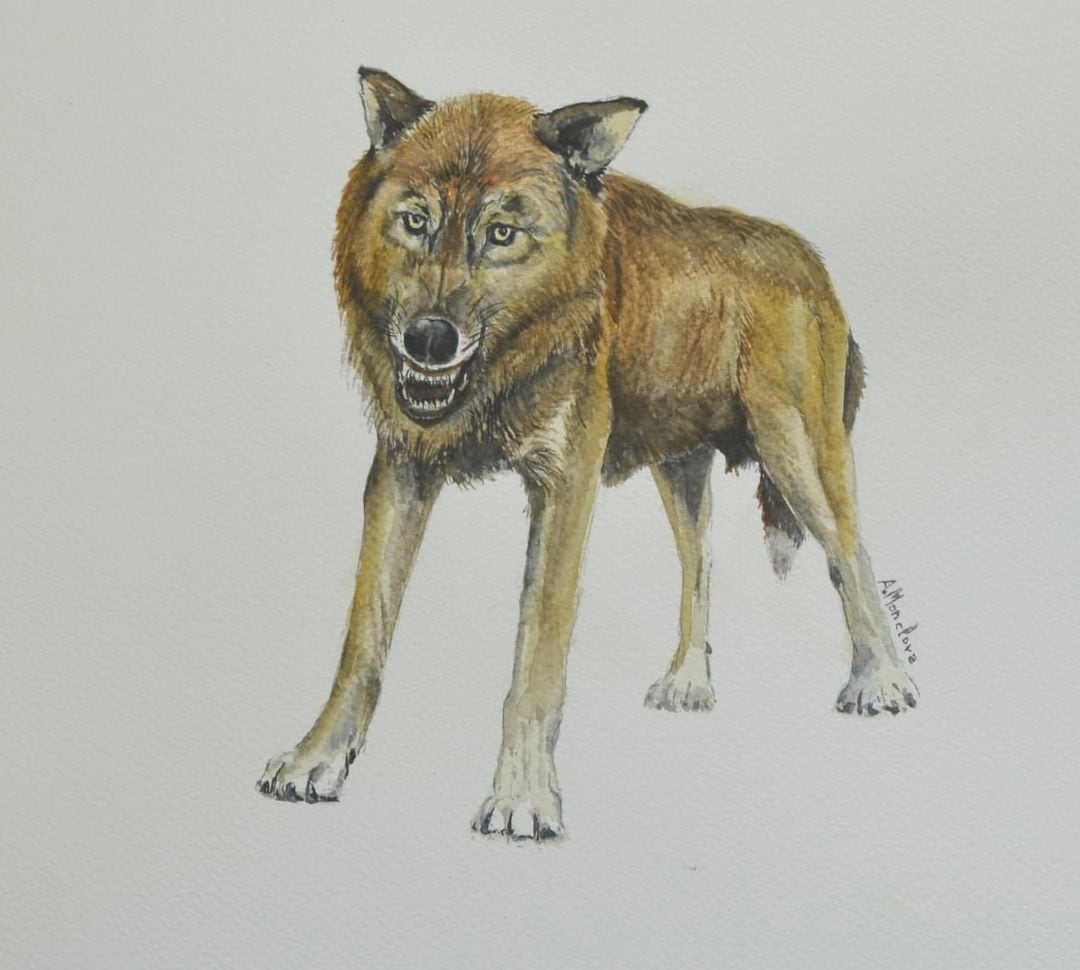 Reconstrucción del pequeño lobo de la especie &#039;Canis orcensis&#039;, realizada por Antonio Monclova