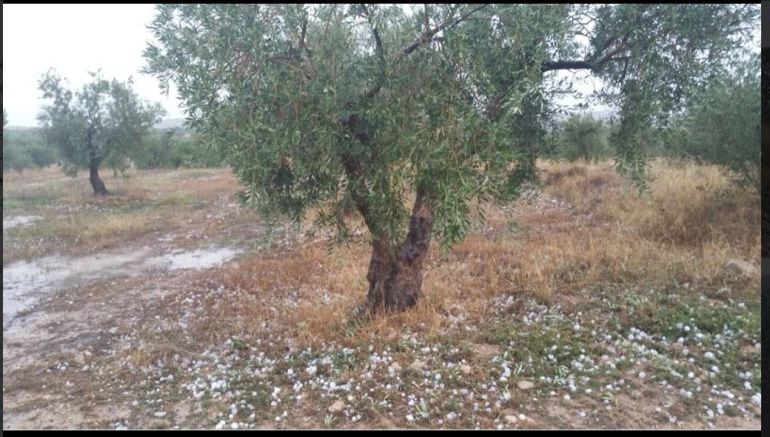 Olivar de Ontur afectado por la granizada.