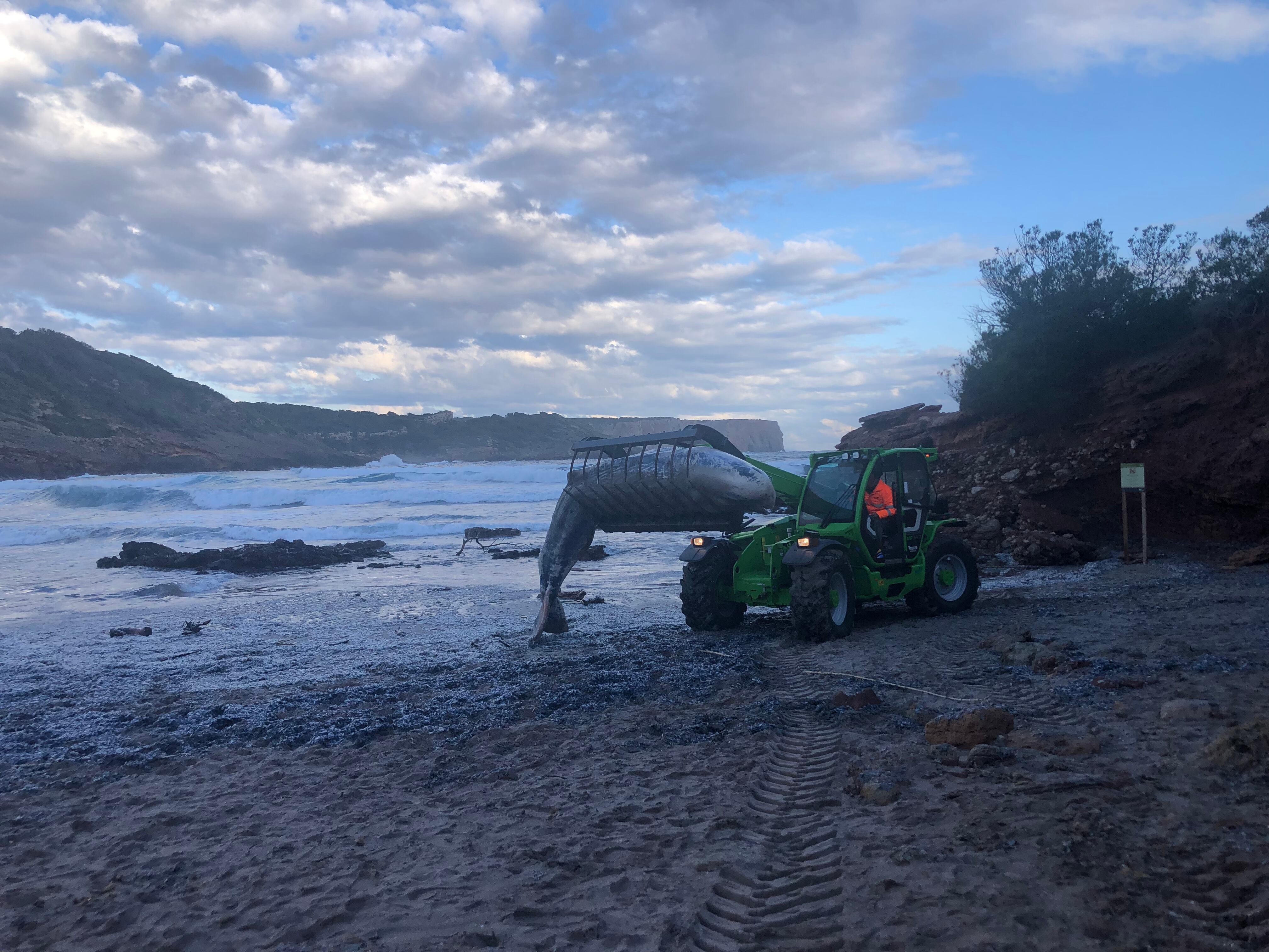 Retirada del catxalot