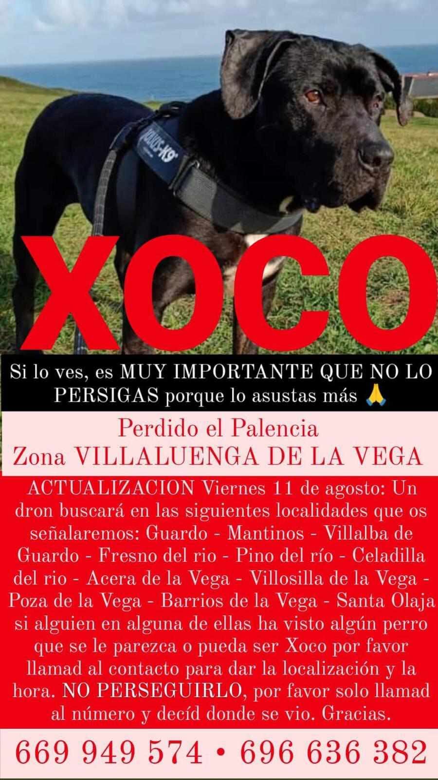 Intensa búsqueda de un perro que se dio a la fuga tras sufrir un accidente