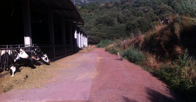 Un voltor adult observant vaques (vives) d'una explotació del Pirineu.