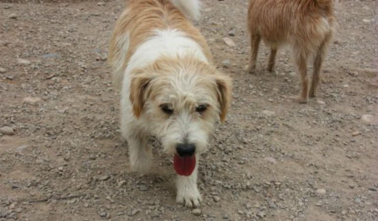 La enfermedad está prácticamente extinguida en el ser humano pero no existe cura.