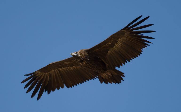 Menorca podría quedarse sin esta imagen de una buitre negra volando en la Isla.