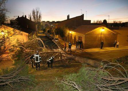 Así quedaba la zona en la que caía el pino