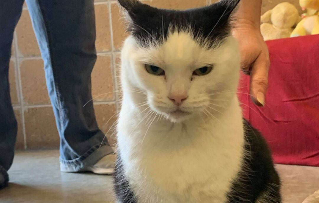 La gata Perdita busca hogar.