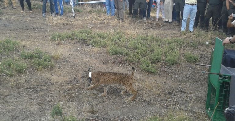 Momento de la reintroducción de la lince ibérico Kiowa