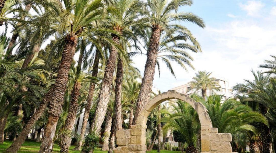 Palmeral Elche