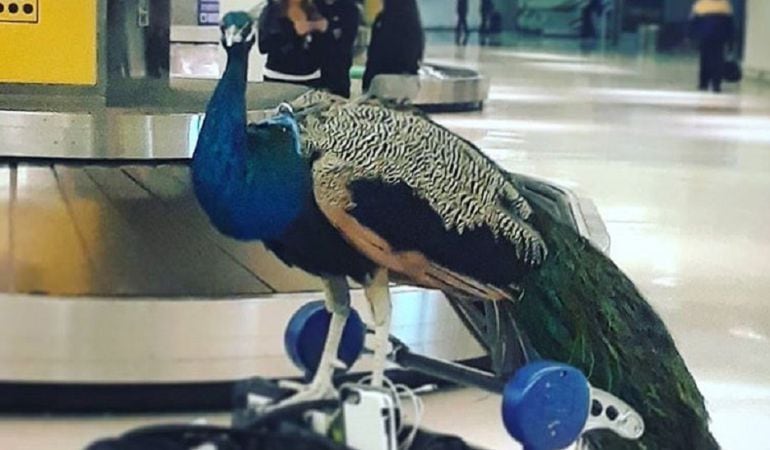 El pavo real en el aeropuerto.