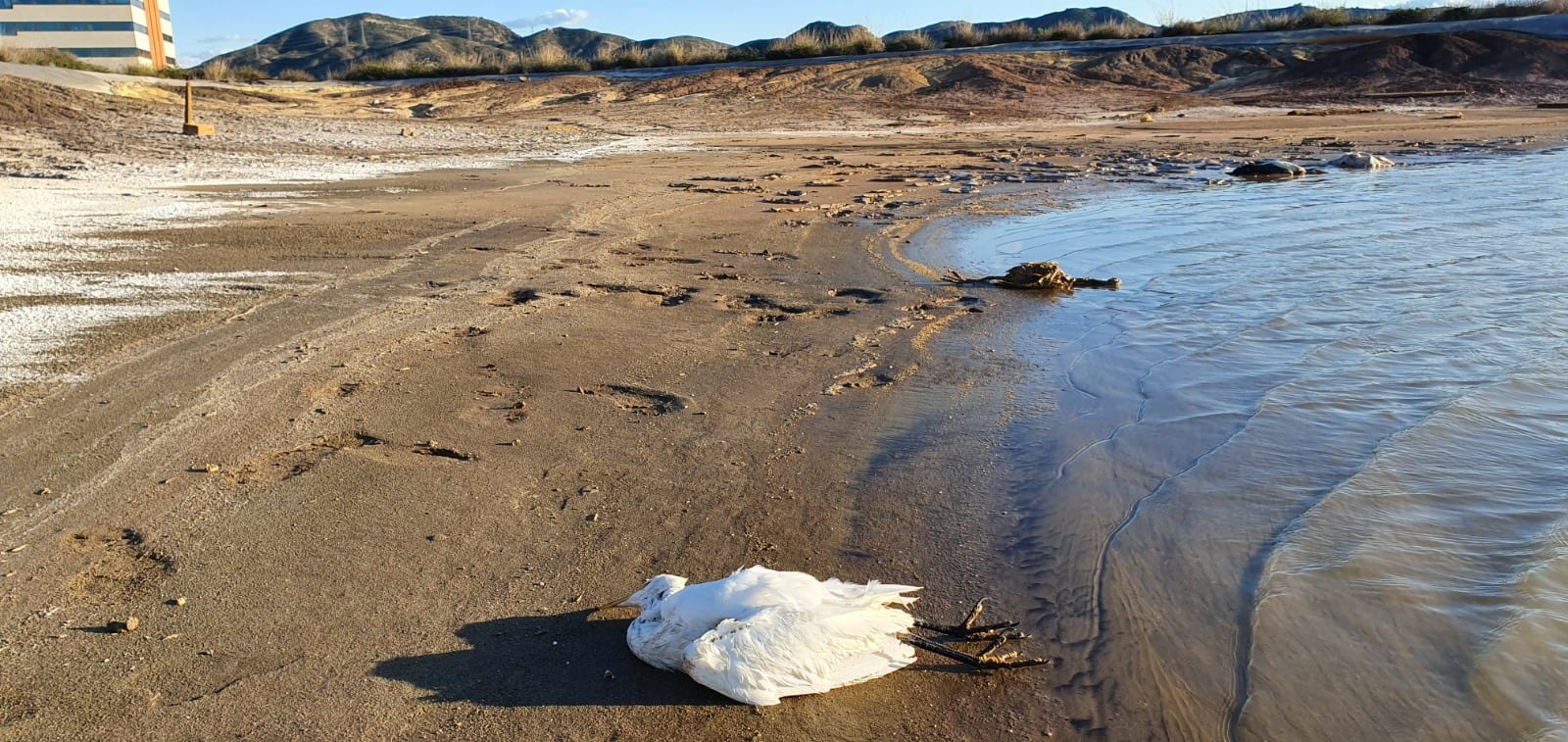 José Matías Peña advierte de que el informe del Consejo de Seguridad Nuclear no soluciona la magnitud de la crisis química en Torreciega