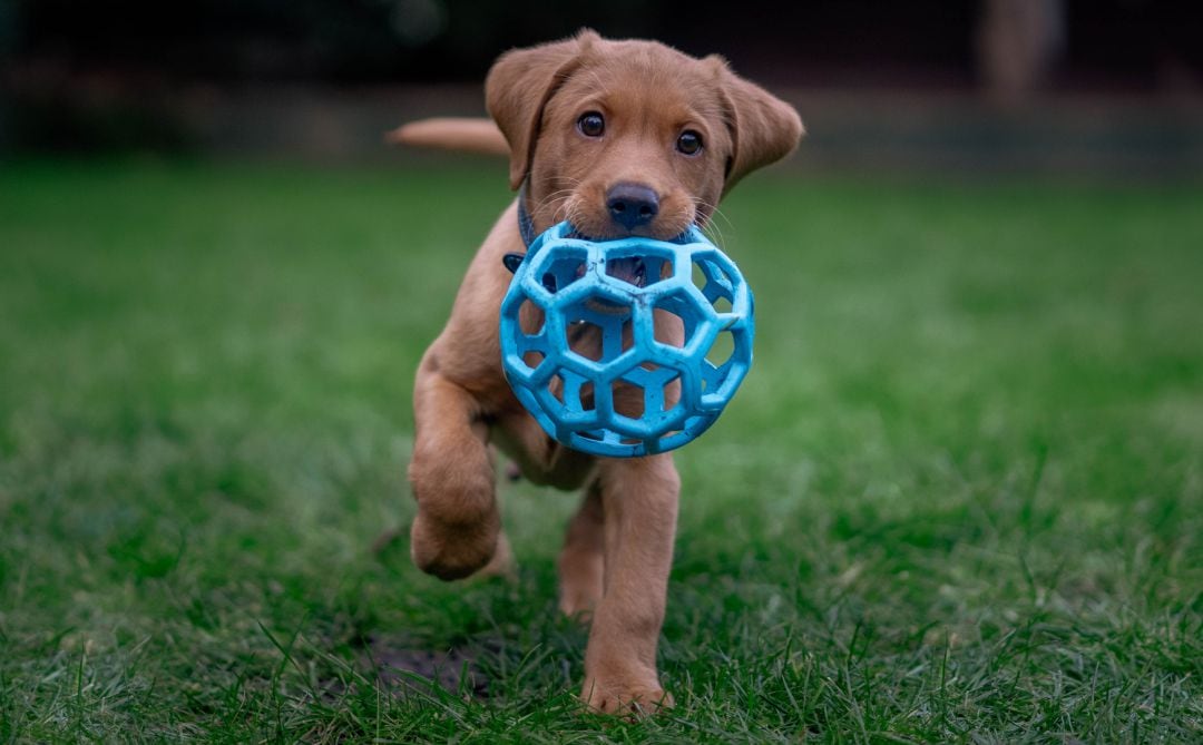 Un perro jugando con una pelota.