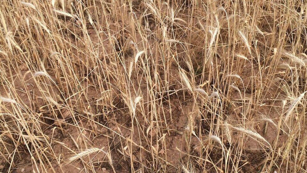 La falta de agua está afectando al cereal en Extremadura