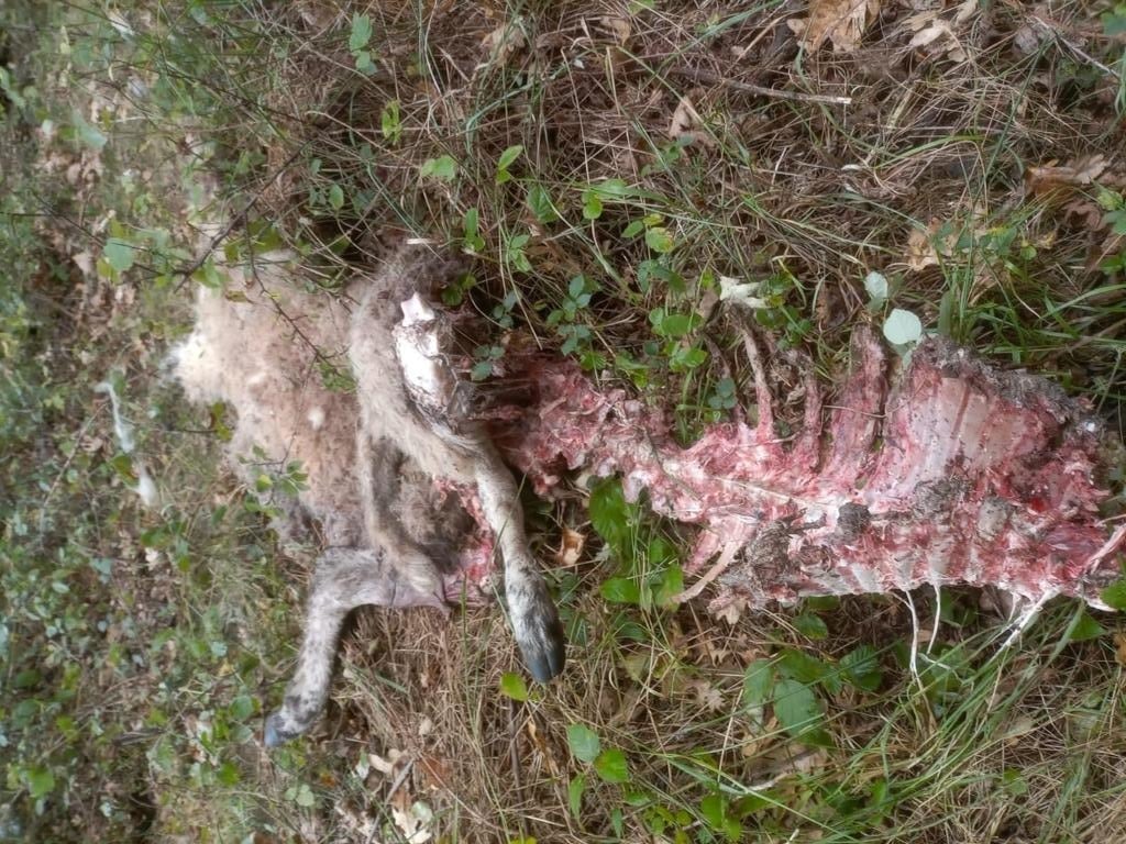 Animal atacado por un lobo en Asturias