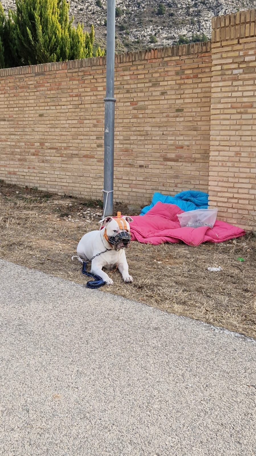 Perro abandonado hace unos días