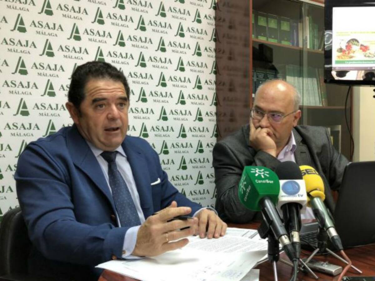 El campo malagueño rebasa los 800 millones gracias al olivar y los tropicales