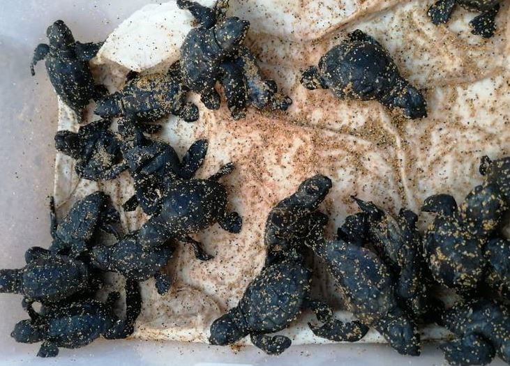 Les cries que van viure de les ues postes d'ous a Menorca es van alliberar un cop van madurar a Cala Pilar.