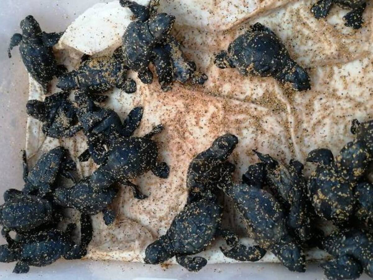 Campanya per protegir les nidificacions de tortugues a Balears