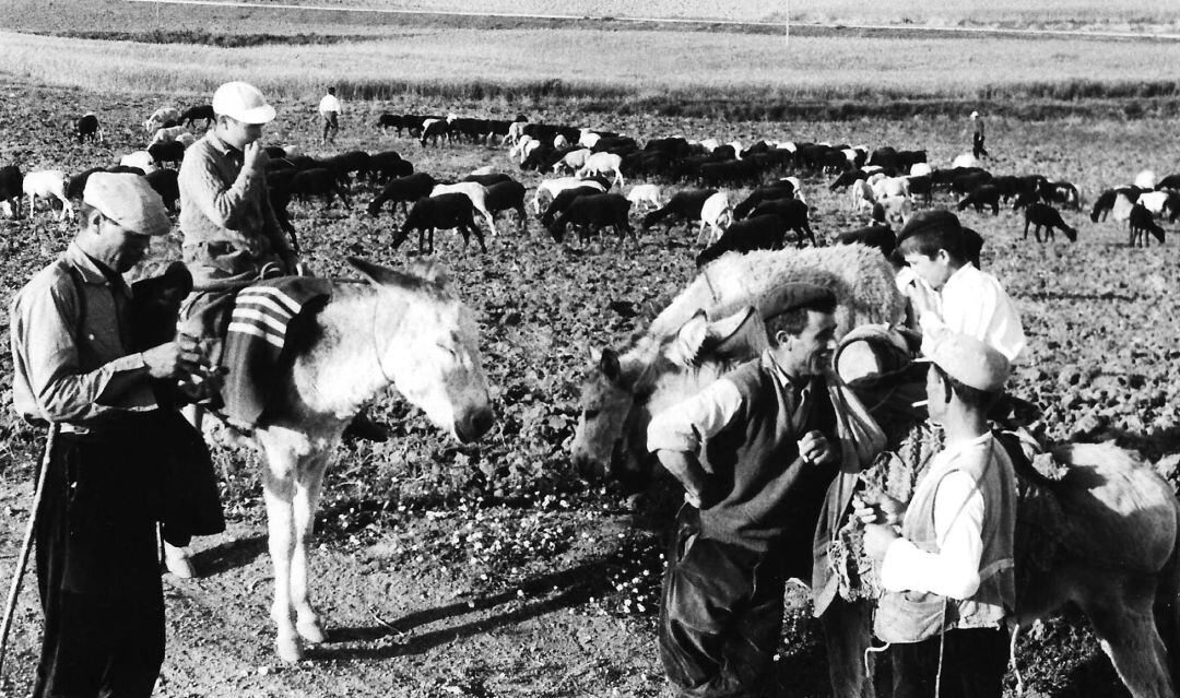 Tareas del campo entre rebuznos y balidos.