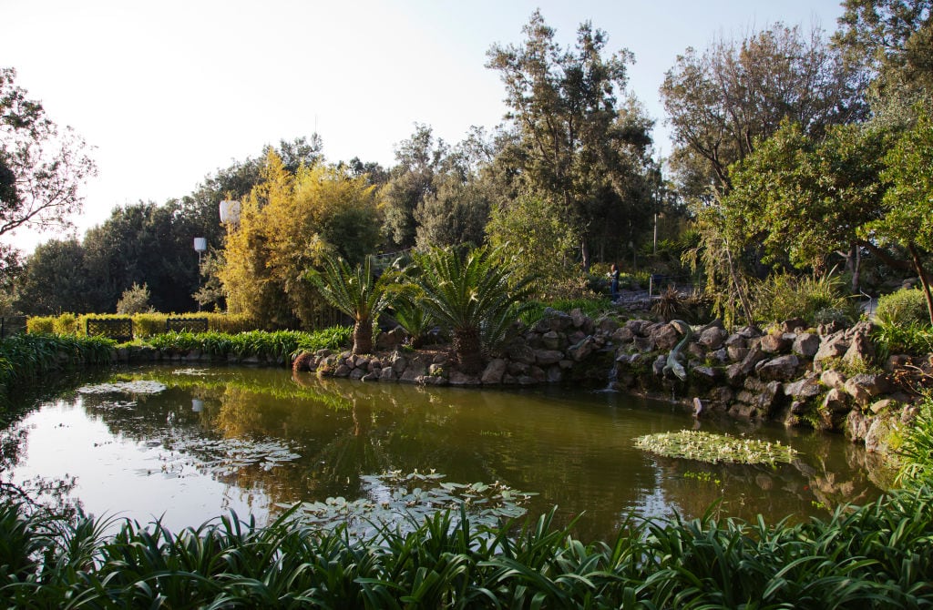 Los jardines de La Mortella se caracterizan por sus estanques llenos de nenúfares.