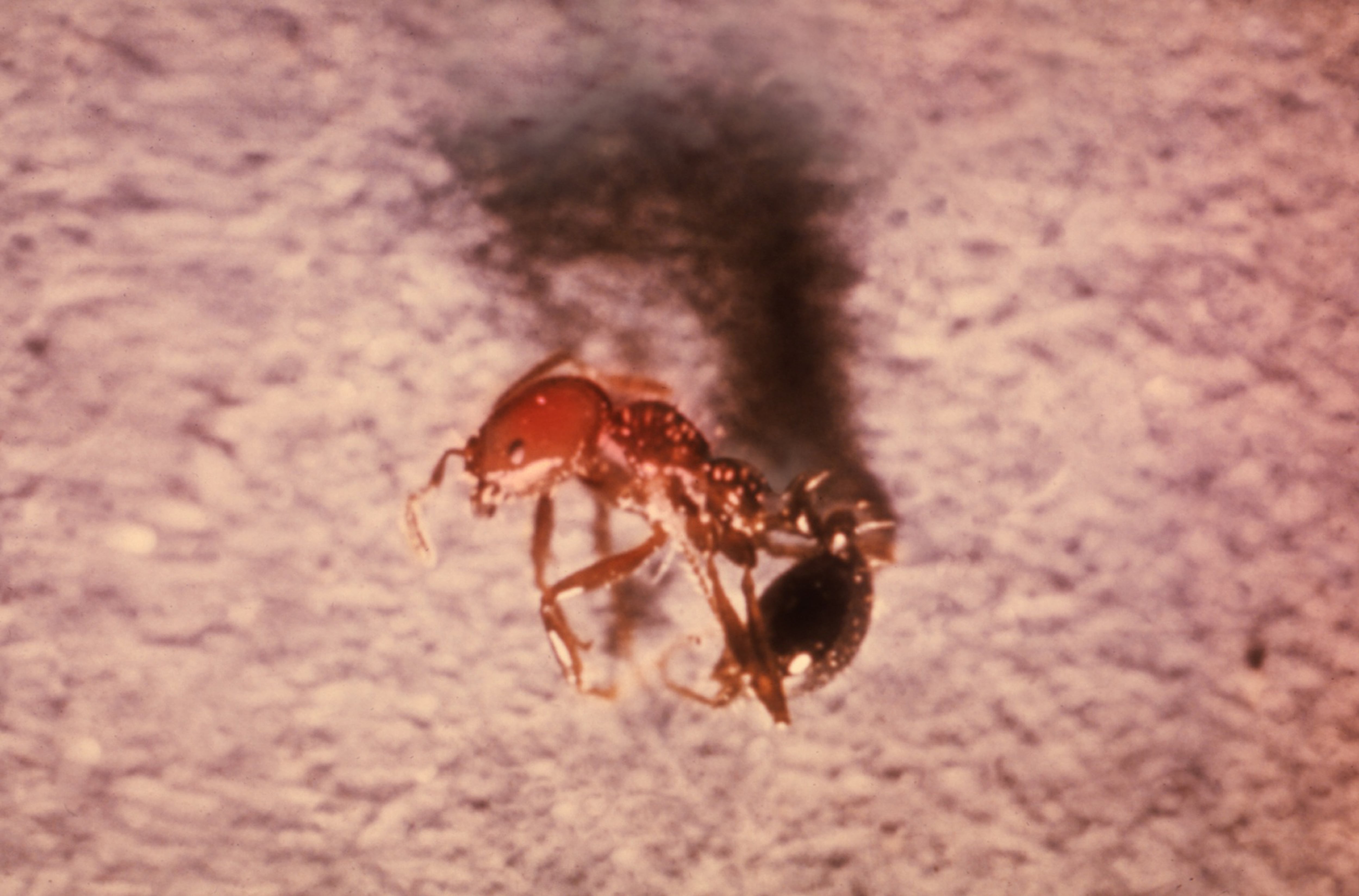 La picadura de hormiga roja de fuego (solenopsis invicta) es dolorosa e irritante y puede generar pústulas y reacciones alérgicas, pudiendo llegar a producir un choque anafiláctico