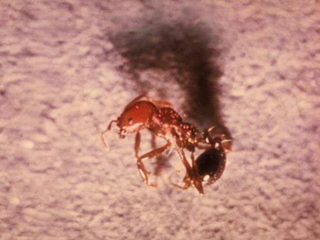 La picadura de hormiga roja de fuego (solenopsis invicta) es dolorosa e irritante y puede generar pústulas y reacciones alérgicas, pudiendo llegar a producir un choque anafiláctico