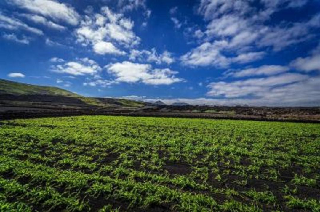 Una de las fincas agrícolas de Lanzarote.