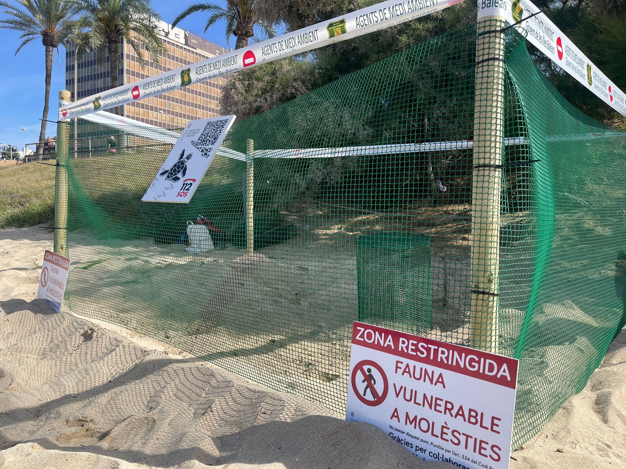 Para garantizar la tranquilidad de los huevos la zona ha sido acordonada, con advertencias a los bañistas para que no perturben la zona. Los 20 huevos retirados del nido se cuidarán en instalaciones científicas de las islas.