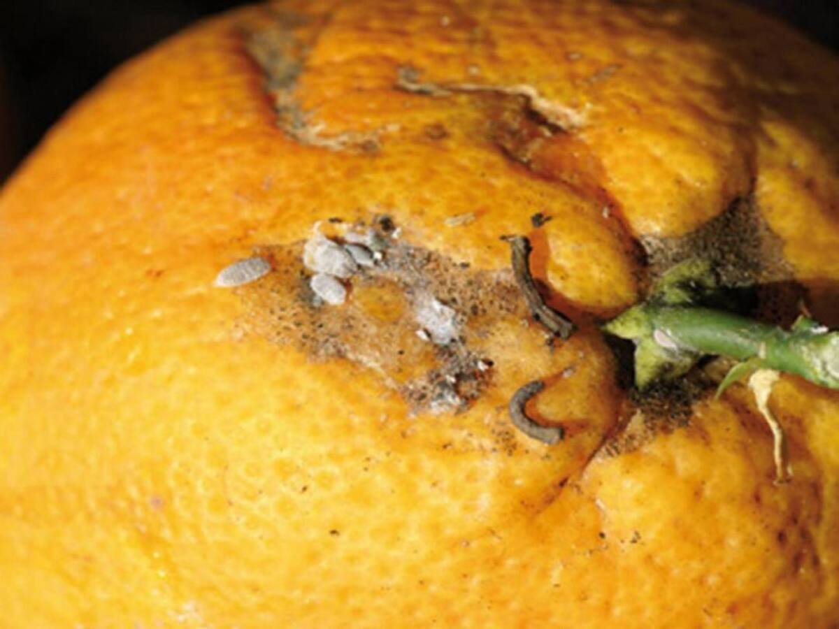 Nuevas ayudas para controlar la plaga del cotonet de Sudáfrica en Oliva