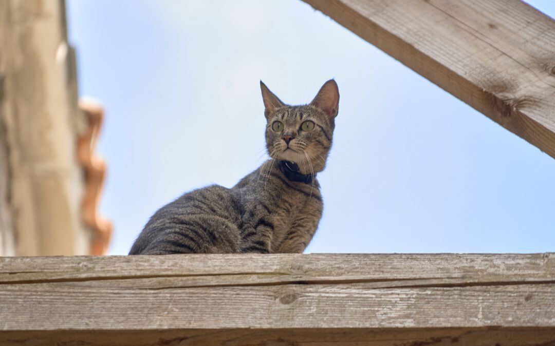 Ganemos solicita una ordenanza sobre gatos abandonados en Palencia