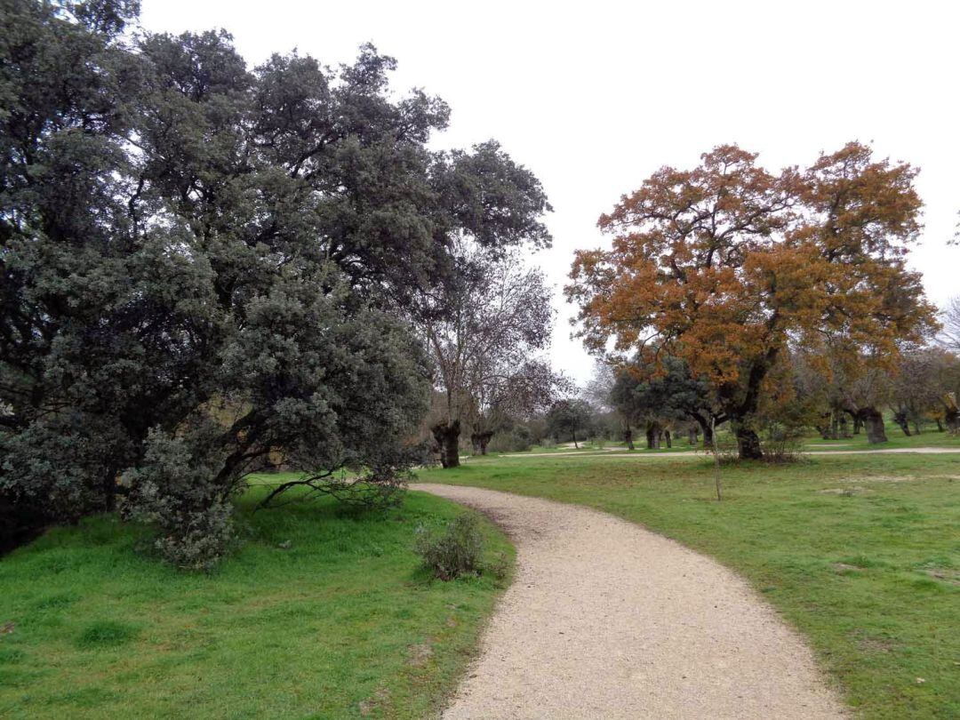 Caminamos por esta localidad madrileña tan próxima a la capital para conocer su naturaleza e historia