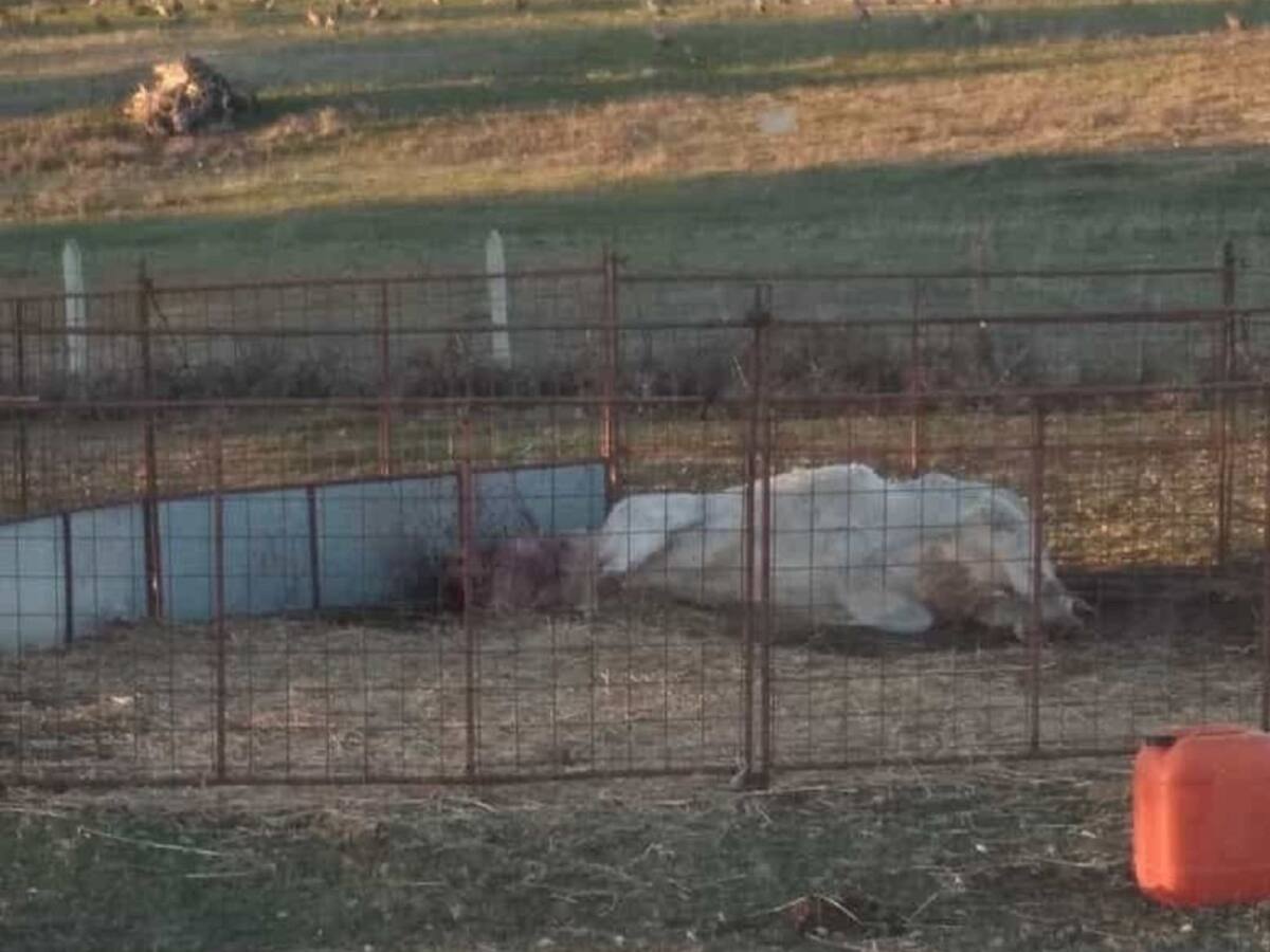 Un ataque de buitres mata a una vaca en Salamanca