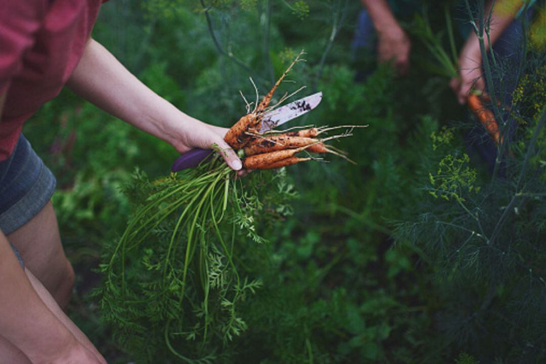 Recogida de zanahorias en un huerto