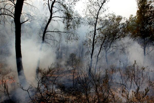 Vista del bosque humeante durante el incendio de los alrededores de Alcublas y Liria.