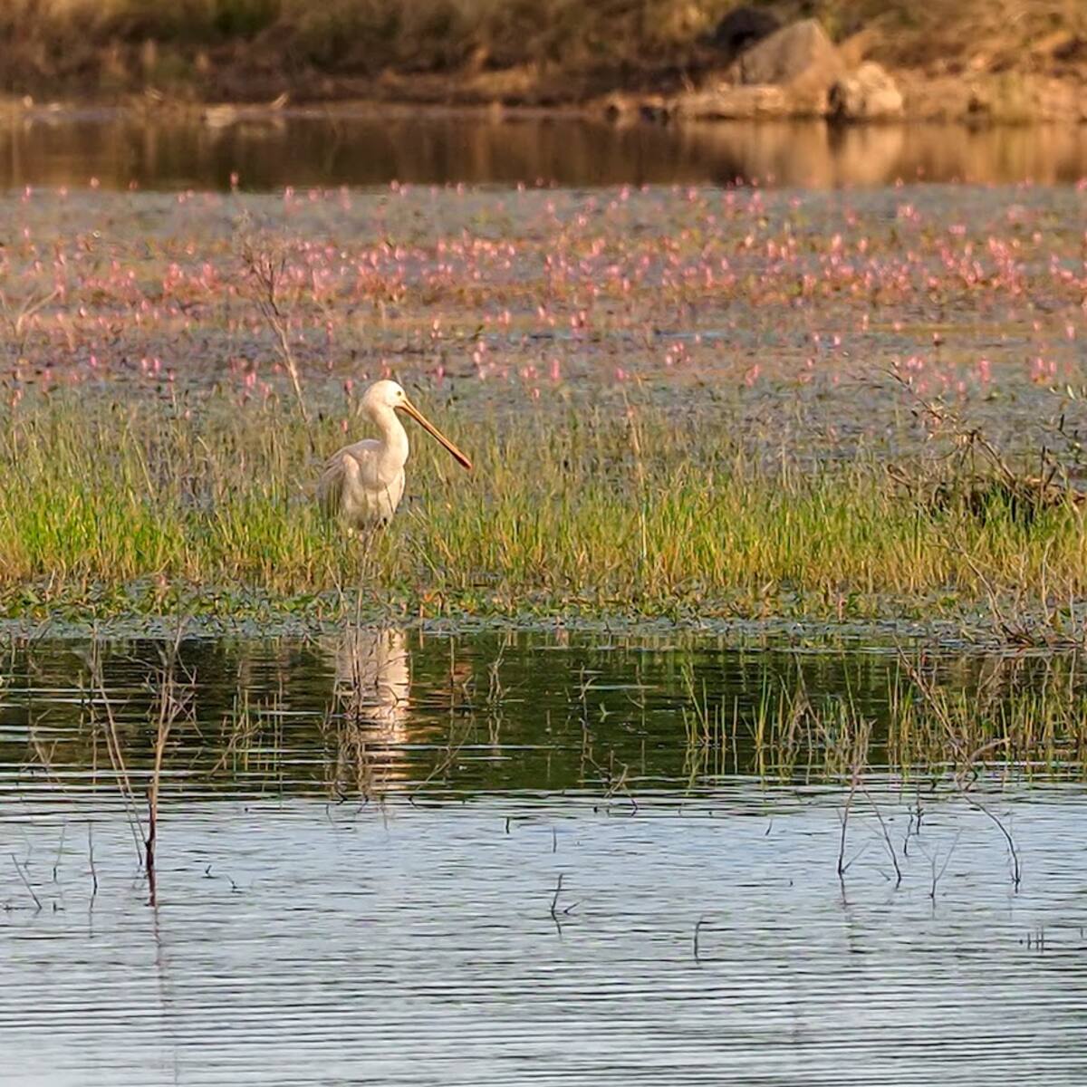 La Comunidad de Madrid emite informe desfavorable a la celebración del triatlón en el embalse de Pedrezuela