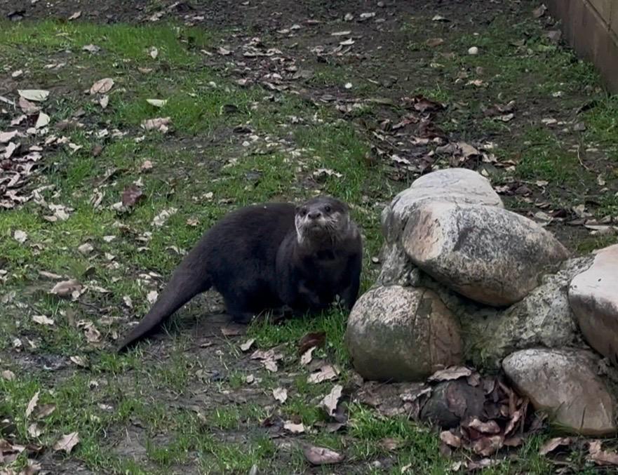 Nuevo ejemplar de nutria en el Zoo de Guadalajara