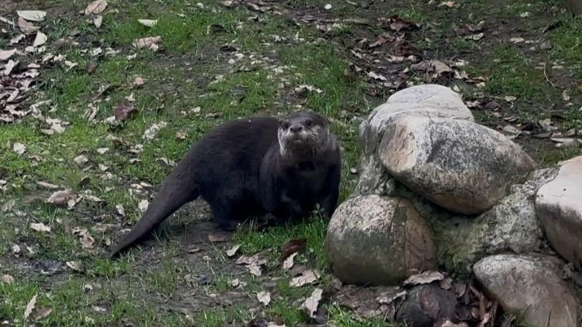 Nueva nutria en el Zoo de Guadalajara