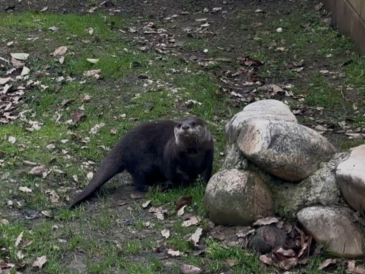 Nueva nutria en el Zoo de Guadalajara