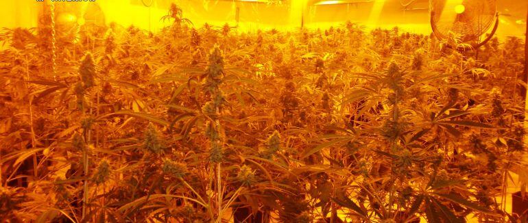 Imagen de la plantación de marihuana incautada en Seseña