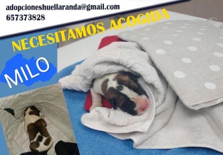 Milo busca familia