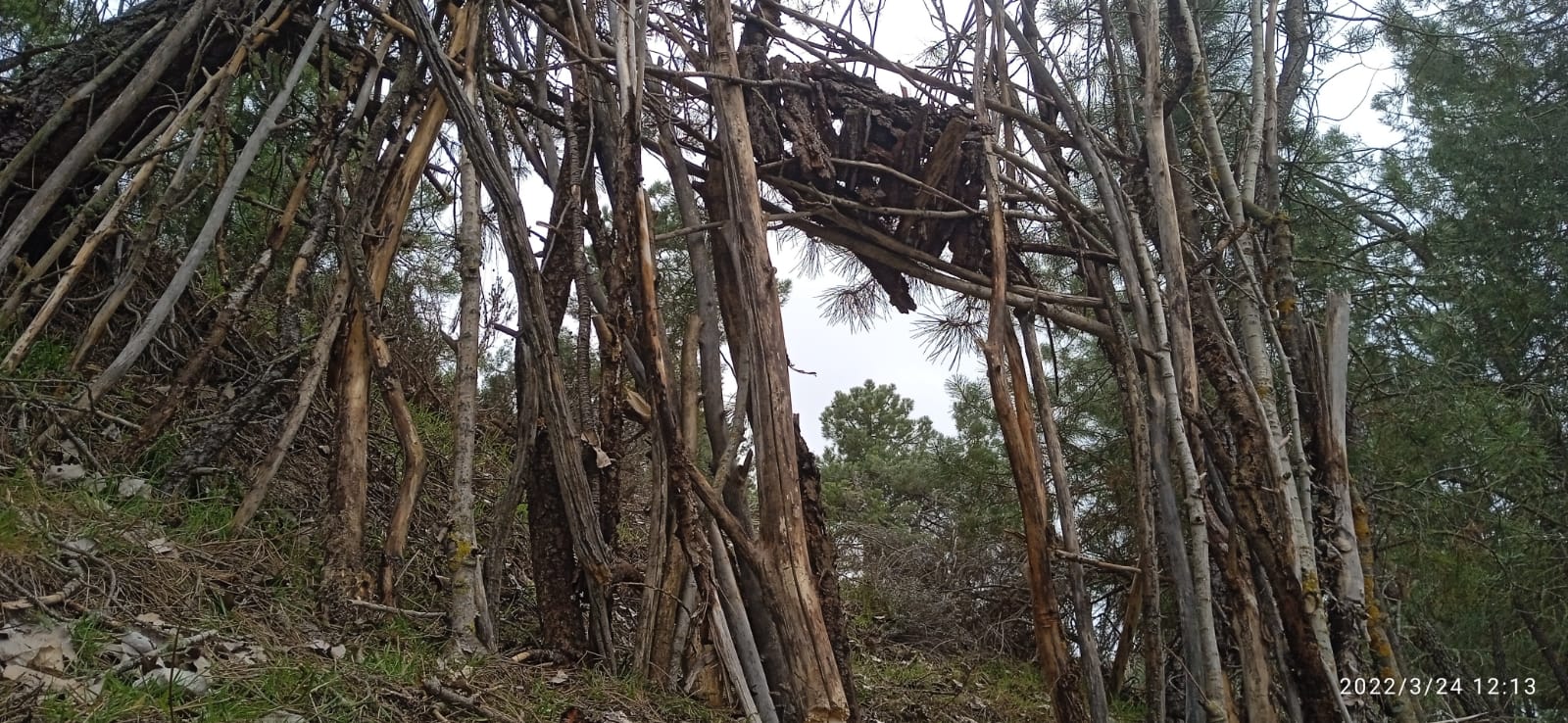 La cabaña que construye Benigno