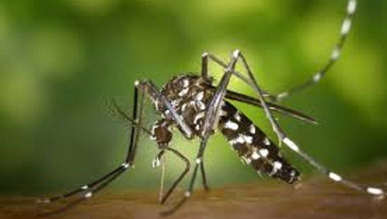 Mosquito tigre