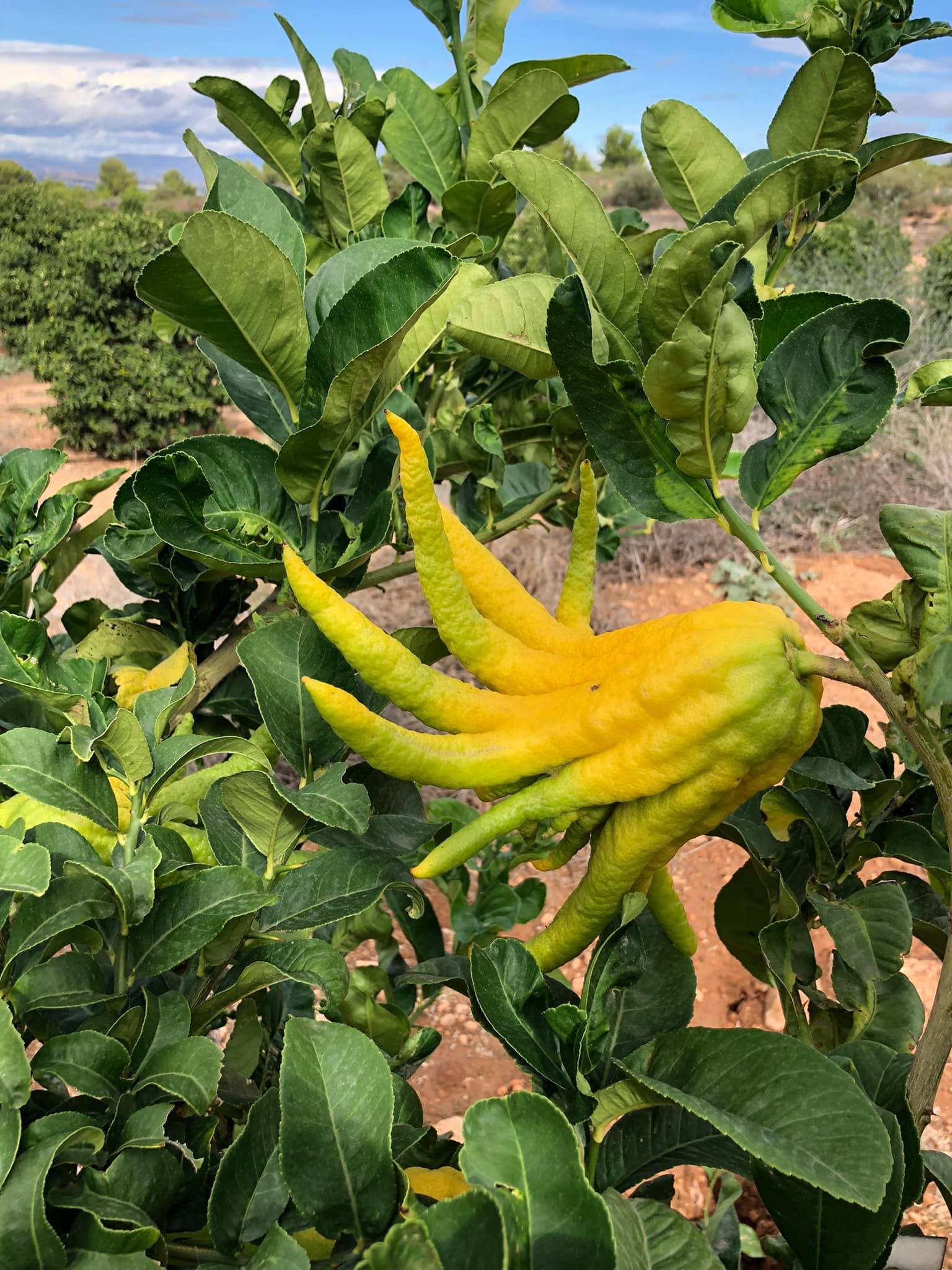 Mano de buda producida en la Región de Murcia