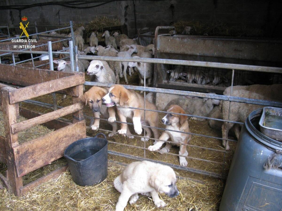 El Seprona localiza un matadero ilegal en una explotación ganadera de La Rioja Alta