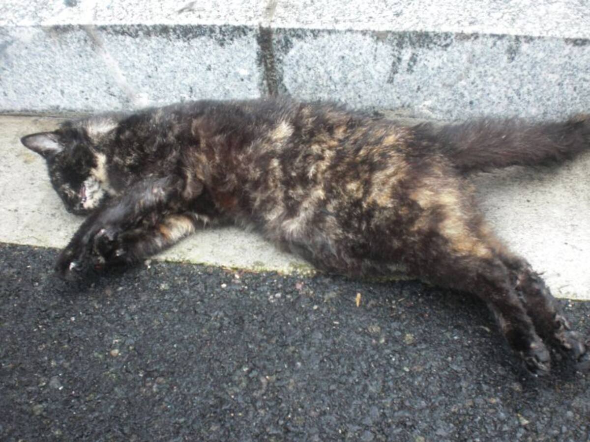 Una asociación animalista denuncia la muerte de cinco gatos en Ortuella