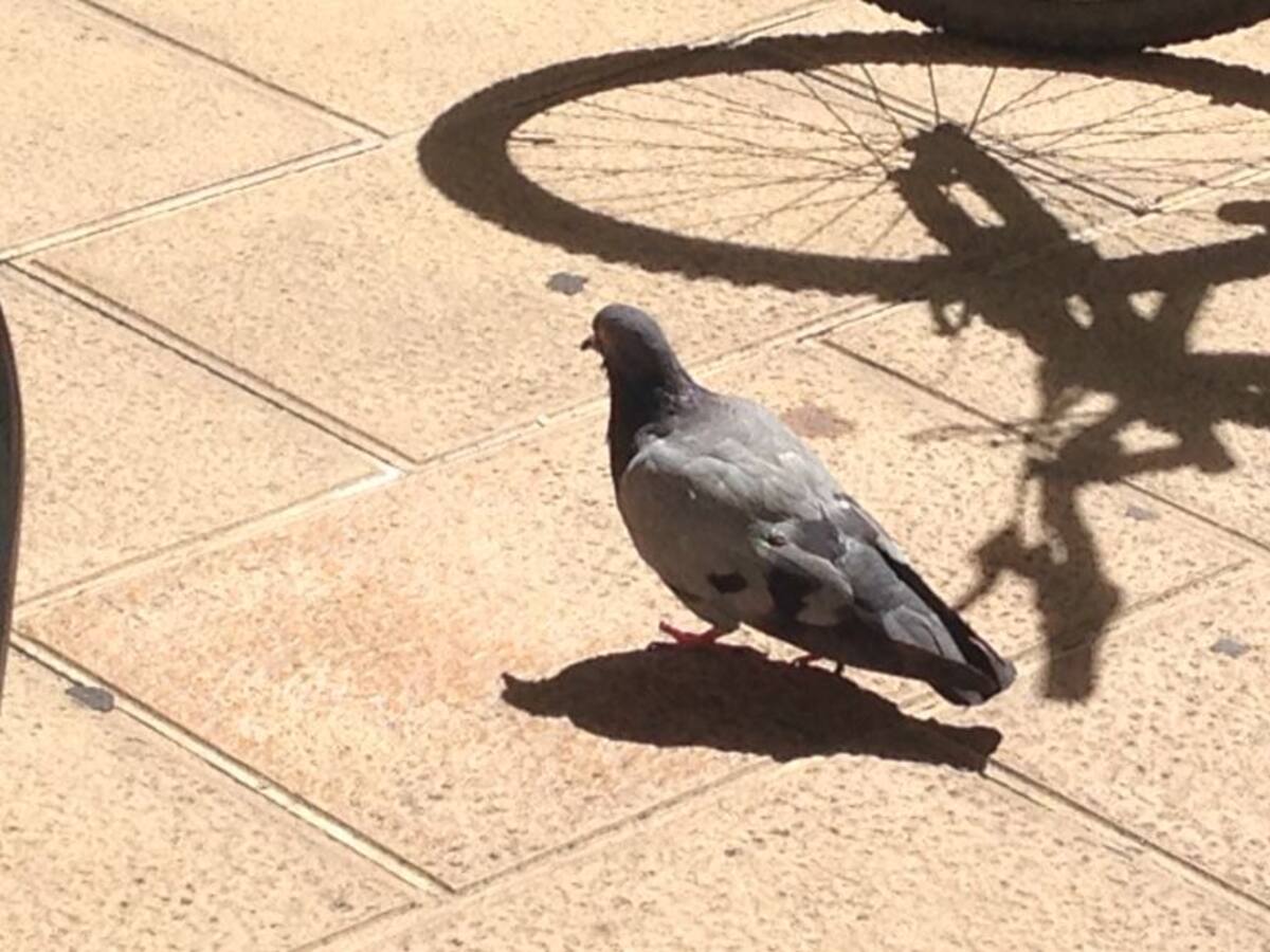 El Ayuntamiento retira 3.000 palomas del centro y las libera fuera de la ciudad