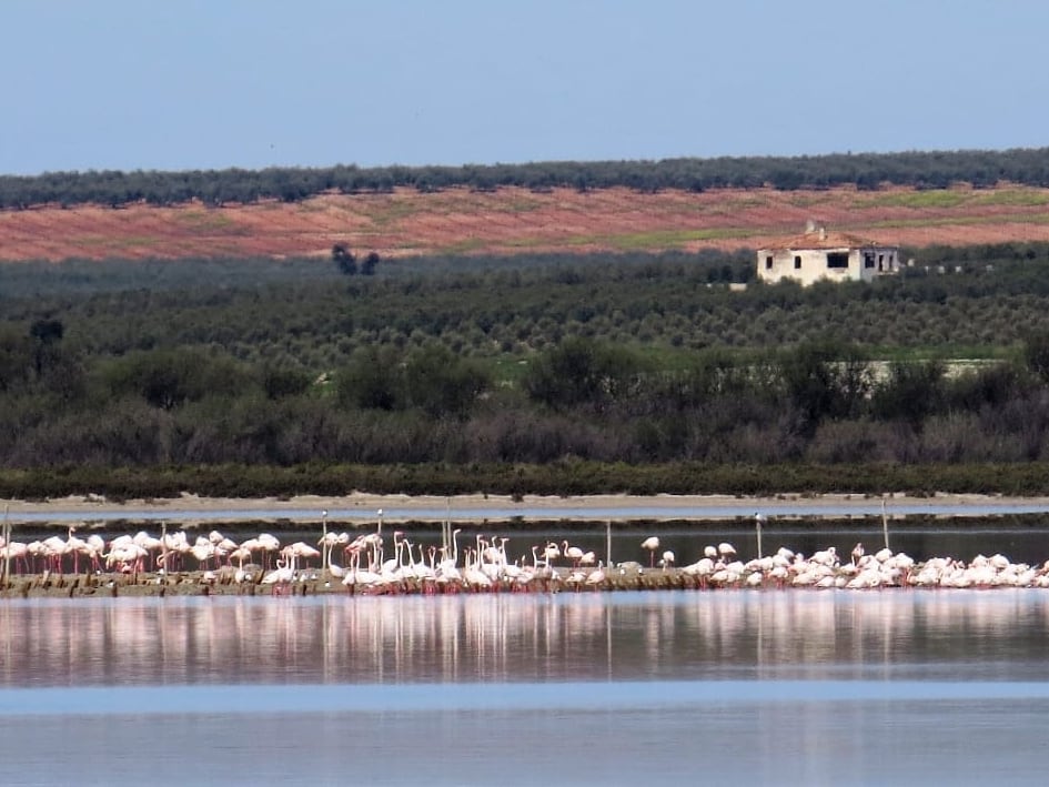 Flamencos en la laguna de Fuente de Piedra (Málaga)